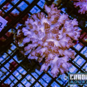 WYSIWYG 117 Pocillopora