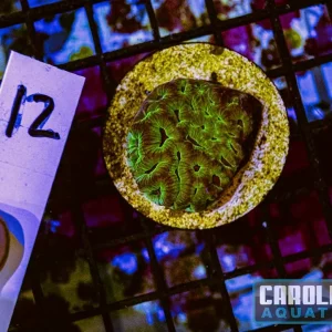 WYSIWYG 12 Platygyra Frag
