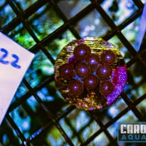 WYSIWYG 122 Zoa