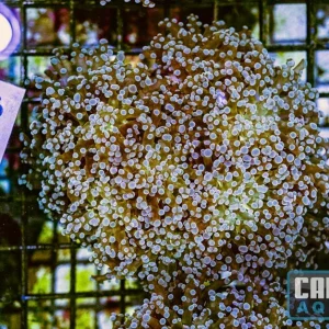 WYSIWYG 125 Frogspawn