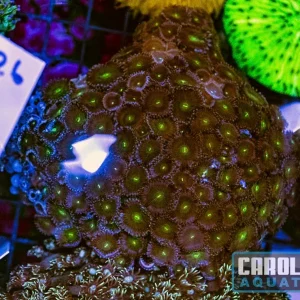 WYSIWYG 126 Button Polyp
