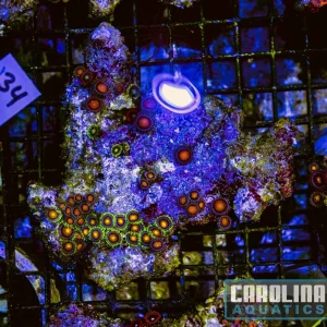 WYSIWYG 134 Fiji Zoa