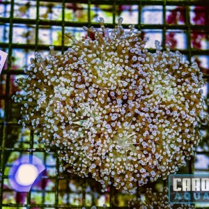 WYSIWYG 137 Frogspawn