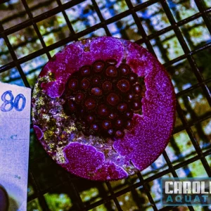 WYSIWYG 180 Zoa
