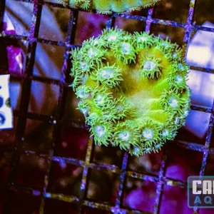 WYSIWYG 189 Cup Coral