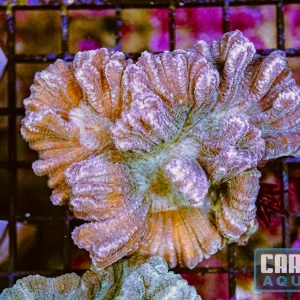 WYSIWYG 190 Pectinia
