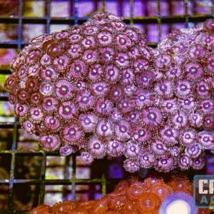 WYSIWYG 20 Zoa