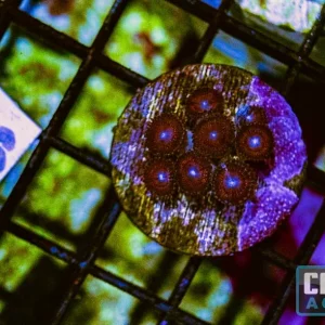 WYSIWYG 225 Zoa