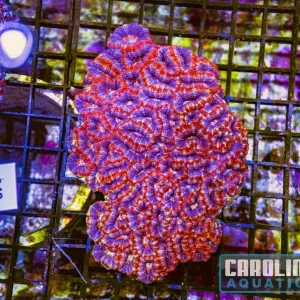 WYSIWYG 248 Acan