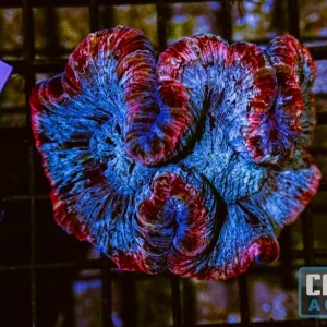 WYSIWYG 260 Wells Brain