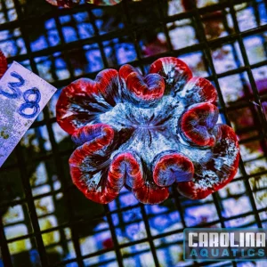 WYSIWYG 38 Wells Brain