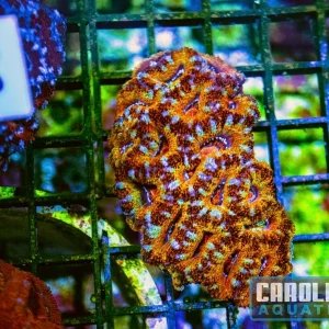 WYSIWYG 39 Acan