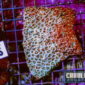 WYSIWYG 43 War Coral