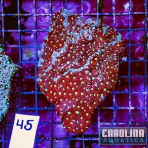 WYSIWYG 45 War Coral