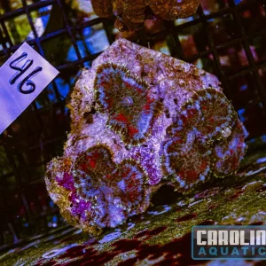 WYSIWYG 46 Mushroom
