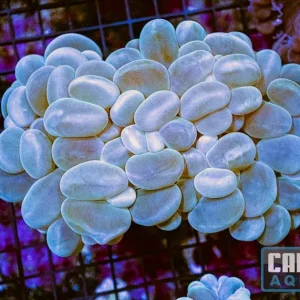 WYSIWYG 60 Bubble Coral