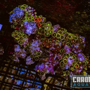 WYSIWYG 65 Fiji Zoa