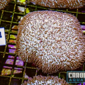 WYSIWYG 7 Tongue Coral