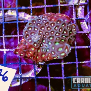 WYSIWYG 76 War Coral