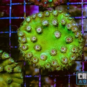 WYSIWYG 78 Cup Coral