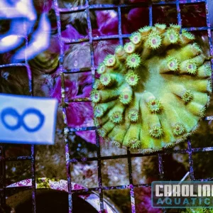 WYSIWYG 8 Cup Coral
