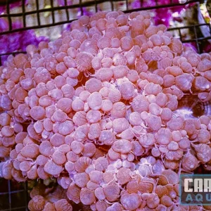 WYSIWYG 80 Bubble Coral