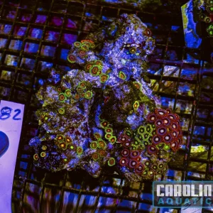 WYSIWYG 82 Fiji Zoa