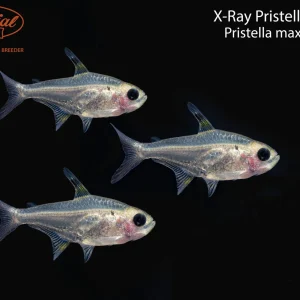 X-Ray Pristella Tetra