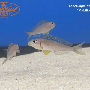 Xenotilapia flavipinnis "Mabilibili"