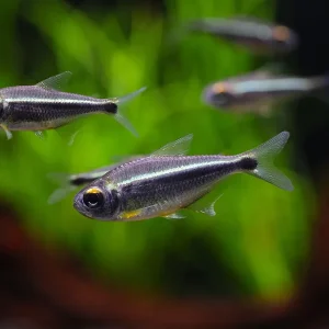 Xingu Black Neon Tetra (Moenkhausia heikoi) – Brazil