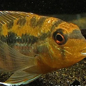 Yellow Banded Acara (Bujurquina vittata)