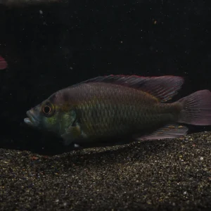 Yellow Belly Hap