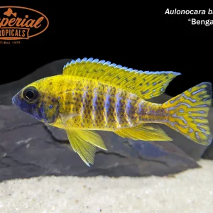 Yellow Benga/Sunshine Peacock