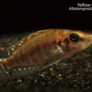 Yellow Calvus