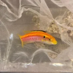 Yellow Candy Hogfish