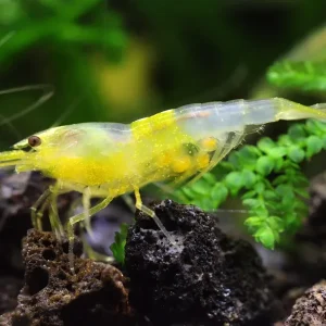 Yellow Cherry Shrimp (Neocaridina davidi) - Bred by Aquatic Arts