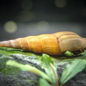 Yellow Chopstick Snail (Stenomelania plicaria)