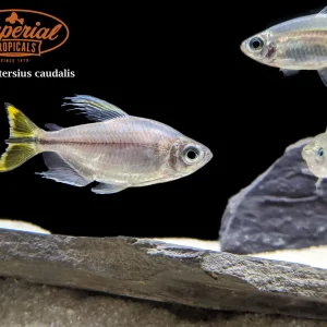 Yellow Congo Tetra