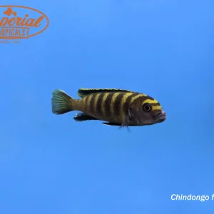 Yellow Dingani Cichlid