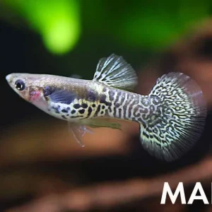 Yellow Dragon Guppy (Poecilia reticulata) – Tank Bred