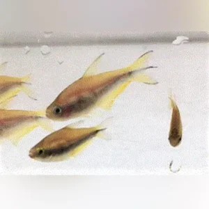Yellow Emperor Tetra
