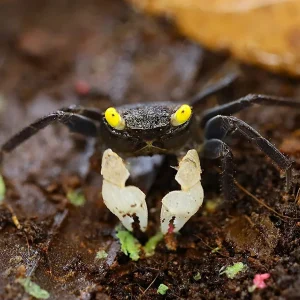 Yellow Eye Vampire Crab (Geosesarma sp. "Yellow Eye")