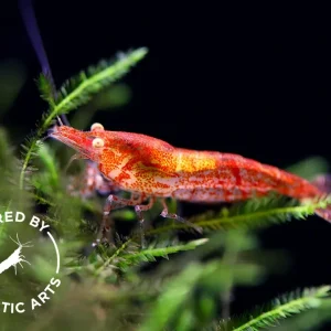 Yellow Eye (YE) Red Cherry Shrimp – Bred by Aquatic Arts