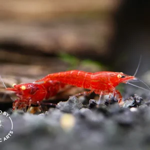 Yellow Eye (YE) Red Supreme Neocaridina Shrimp – Bred by Aquatic Arts