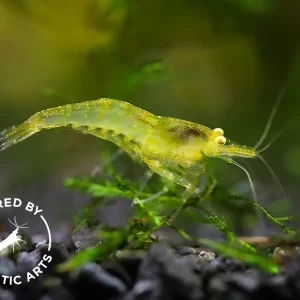 Yellow Eye (YE) Yellow Cherry Shrimp – Bred by Aquatic Arts