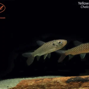 Yellow Fin Chalceus