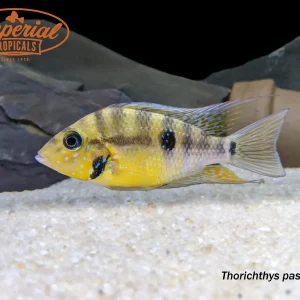 Yellow Firemouth Cichlid