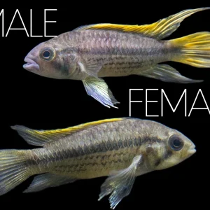 Yellow Flash Cockatoo Dwarf Cichlid (Apistogramma cacatuoides), Tank-Bred
