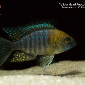 Yellow Head Peacock "Nkhata Bay"