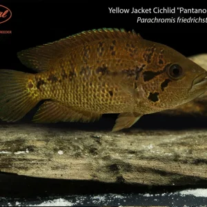Yellow Jacket Cichlid "Pantanos de Centla"